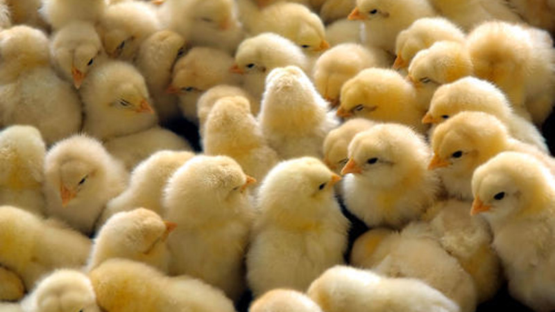 Hatching Baby Chicken